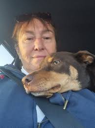 When do Kelpies' ears usually stand up?