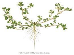 Image result for Portulaca oleracea