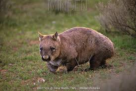 Image result for Southern hairy-nosed wombat