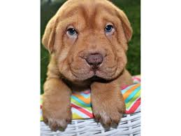 Here at preferable pups, we work extra hard to only add the best selection of dog breeders and puppies in mississippi. New Designer Breed The Mini Hippo Dog