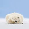 Environnement cherche désespérément ours polaire. Https Encrypted Tbn0 Gstatic Com Images Q Tbn And9gcr9rpwsqgl9m2clrh7ti Yhg4rh5sxbv26mlwlmxjm7r Fquawn Usqp Cau