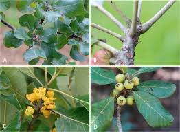 Image result for Uapaca nitida