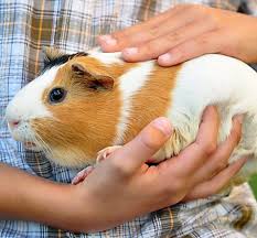 After many twists and turns, the misunderstandings passed by, one by one. ç¾Žå'†äº† çµ²æ»'çš„ç§€é«® å°å·§è‡‰è›‹ é•·æ¯› å¤©ç«ºé¼  è¿·å€'ç™¾è¬ç¶²å‹