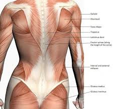 Back muscles strengthening exercises focus on the muscles surrounding the spine, core muscles, including the abdominal, gluteus, and muscles of the hip. 1 U Kogo Bolit Sheya Muchayut Golovnye Boli Mozhno Poprobovat Takoj Sposob Vzyat 2 Tennisnyh Myacha Slozhit Back Workout Women Lower Back Exercises Fitness Tips