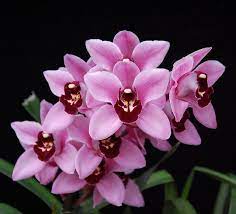 Pin On Orchid Flowers 1