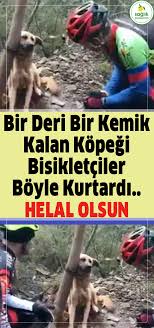 Kopekler Neden Toprak Yer