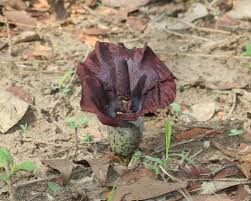 Image result for Amorphophallus abyssinicus