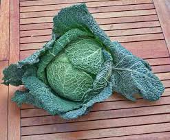 Maybe you would like to learn more about one of these? How Do I Know When My Cabbage Is Ready To Harvest Gardening Channel