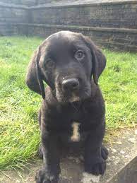 61 Puppies Ideas Puppies Dogs Spanador