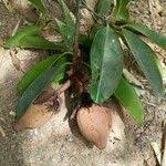 Image result for Pentadesma