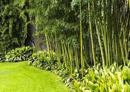Trees and shrubs surround the backyard, providing privacy for a sleek rectangular swimming pool. Backyard Privacy 10 Best Plants To Grow Bob Vila