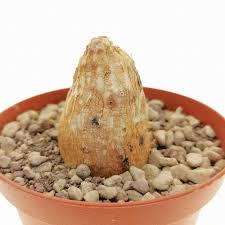 Image result for Cyphia erecta