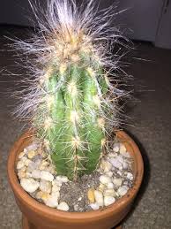 If there is no fungal or bacterial rot present, a change of. How To Save An Overwatered Cactus Dummer Garden Manage Gfinger Is The Best Garden Manage App