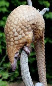 Find out what are pangolins? Surprises From Placental Mammal Phylogeny 1 Pangolins Are Close Kin Of Carnivorans Scientific American Blog Network
