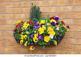 Their voluminous flowers also make petunias ideal for hanging baskets, but know that some varieties do require a bit of trimming and deadheading. Winter And Spring Flowering Hanging Basket With Trailing Ivy Pansies Canstock