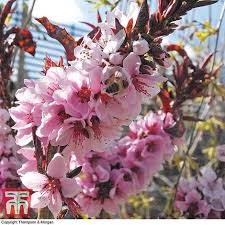2 year old dwarf tree estimated chilling requirements (below 45 degrees): Peach Crimson Bonfire Patio Thompson Morgan