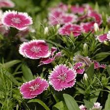 Gardens Inspired Prune Your Perennial Flower Garden Garden Flowers Perennials Dianthus Flowers Flowers Perennials