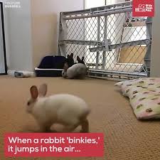 So, why are we surprised when that is how a dog wants to greet us? Rabbit Binkies Your Bunny Is Jumping From Pure Joy