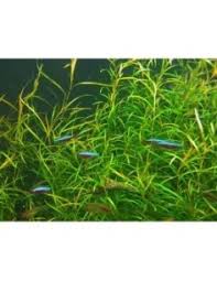 Image result for Potamogeton octandrus