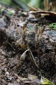 Image result for Gastrodia rwandensis