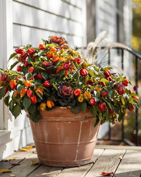 Ornamental peppers as fall decoration planters