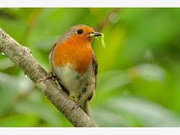 Rotkehlchen Isst Wurm How Can You Design A Mini Garden This Question Appears More And More Frequently Especially In Garden Animals Ornamental Trees Birds