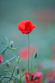Check spelling or type a new query. 500 Poppy Pictures Hd Download Free Images On Unsplash