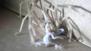 The camel spider has recently become the focus of attention due to the presence of american soldiers in iraq, one of the few it uses its claws to catch its prey, which is never bigger than the arachnid itself. Camel Spider Devours Gecko In Iraq Youtube