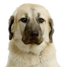 Join millions of people using oodle to find puppies for adoption, dog and puppy listings, and other pets adoption. Anatolian Shepherd Puppies For Sale Adoptapet Com