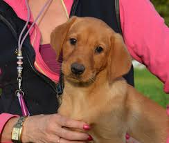 Welcome, here at williams red fox labs we are dedicated to providing excellent fox red labrador retriever puppies for sale. True Fox Red Labrador Puppies Countryways Gundogs International Gundog Trainer Breeder
