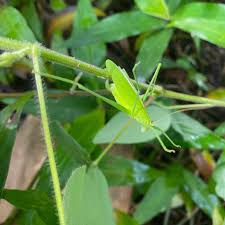 Image result for Desmodium uncinatum