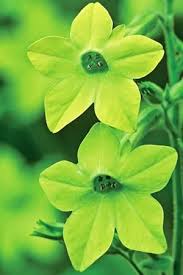 Maybe you would like to learn more about one of these? Nicotiana Lime Green Green Plants Flower Seedlings Green Flowers