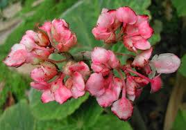 Image result for Begonia fusialata