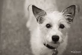 Terrier mixes are one of the cutest and most playful dog breeds that you can find. Wire Hair Fox Terrier And Jack Russell Mix Fox Terrier Jack Russell Terrier