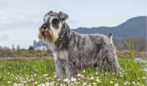 50 gorgeous layered hairstyles for longer hair. Miniature Schnauzer Facts And Information Petcoach
