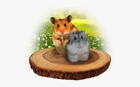 Collections of free transparent hamster png images, cliparts, silhouettes, icons, logos. Hamster Hd Png Download Transparent Png Image Pngitem