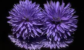Useful list of colors/ colours with examples and color images. Aster Flower Meaning Symbolism And Colors
