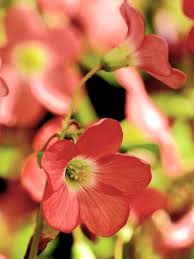Image result for Oxalis tetraphylla