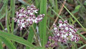 Image result for Asclepias longissima