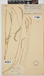 Image result for Elionurus muticus