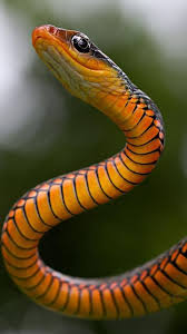Check spelling or type a new query. Snake Wallpapers Hd Free Pour Android Telechargez L Apk