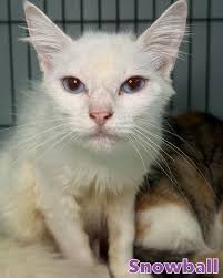 🐾😺 Our Cat Room is BURSTING! 😺🐾 From playful tiny toe-beans to wise  whiskered adults, we've got kittens, kittens, and more kittens ready to  steal your heart. 💕 Whether you're looking for