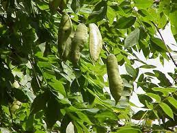 Maybe you would like to learn more about one of these? Kentucky Coffee Tree Fruit Kentucky Coffee Tree Coffee Tree Plants