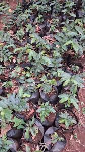 Image result for Keetia gueinzii