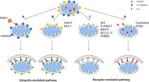 Maybe you would like to learn more about one of these? Frontiers Mitophagy In Cerebral Ischemia And Ischemia Reperfusion Injury Frontiers In Aging Neuroscience