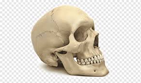 Removing question excerpt is a premium feature. Skull Human Skeleton Human Body Human Anatomy Skull Face Human Head Png Pngwing
