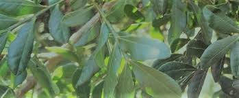 Image result for Hippobromus