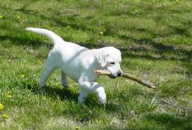 Make sure to visit gomypuppy.com for essential products and information when you bring home a new puppy, we provide high quality products available for delivery or local pickup! White Labrador Puppies For Sale Bullis Lake Labradors
