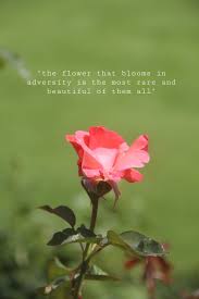 When i was watching the movie this made me laugh a little more than it. The Flower That Blooms In Adversity Is The Most Rare And Beautiful Of Them All Mulan Disney Quote Bloom Flowers Beautiful