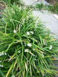 Image result for Ophiopogon